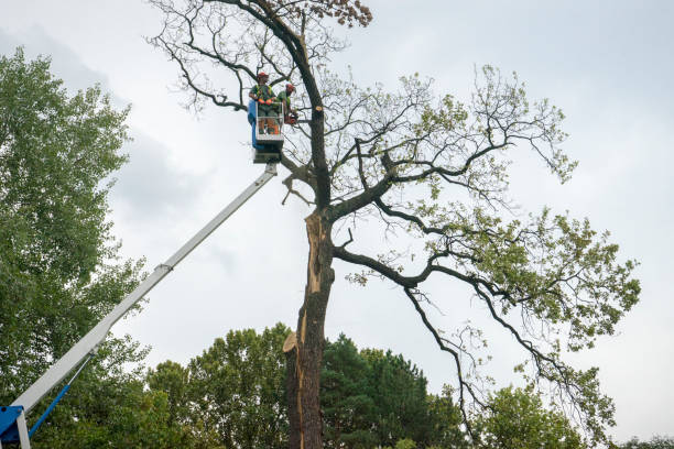 Best Tree Cabling and Bracing  in Shannon, MS