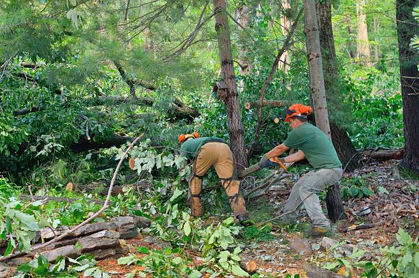 Seasonal Cleanup (Spring/Fall) in Shannon, MS