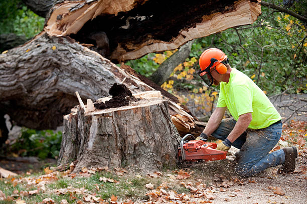 How Our Tree Care Process Works  in  Shannon, MS